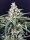 R-Kiem Seeds Amnesia Amazon Haze AUTO - 3 autoflowering Samen