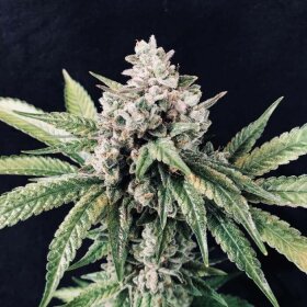 R-Kiem Seeds Deadcheese - 3 feminisierte Samen