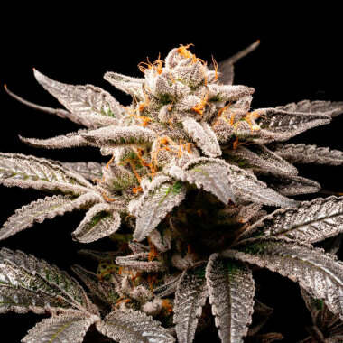 R-Kiem Seeds Fancy Donrouch - 3 feminisierte Samen