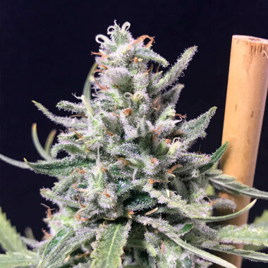 R-Kiem Seeds Super Skunk Thunderstorm AUTO - 3...