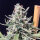 R-Kiem Seeds Super Skunk Thunderstorm AUTO - 3 autoflowering Samen