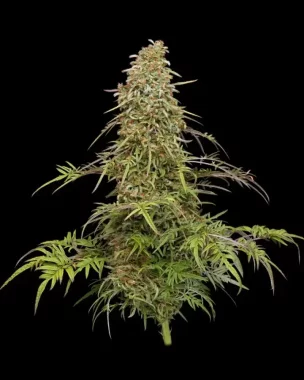 Humboldt Seed Company Blueberry Pancakes - 5 feminized seeds