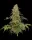 Humboldt Seed Company Blueberry Pancakes - 5 feminized seeds