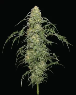 Humboldt Seed Company Blueberry Pancakes - 5 feminized seeds