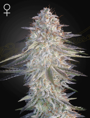 Green House Seed Co Super Lemon Haze x RS11 - 3 feminized...