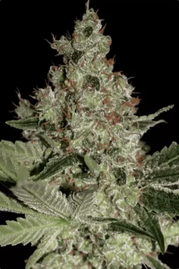 Paradise Seeds Acid - 3 feminisierte Samen