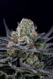 Paradise Seeds Caramba - 3 feminisierte Samen