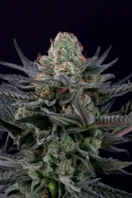 Paradise Seeds Caramba - 3 feminisierte Samen