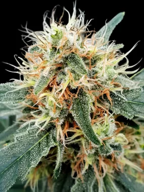 Paradise Seeds Stromboli AUTO - 3 autoflowering Samen