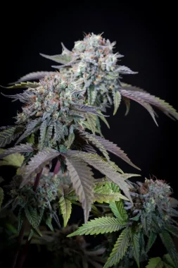 Paradise Seeds Gulupa - 3 feminisierte Samen