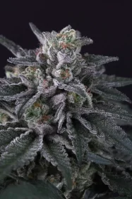 Paradise Seeds Gulupa - 3 feminisierte Samen