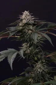 Paradise Seeds Gulupa - 3 feminisierte Samen