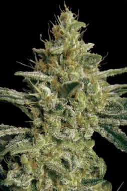 Paradise Seeds Allkush - 3 feminisierte Samen