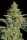 Paradise Seeds Allkush - 3 feminisierte Samen