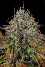 Paradise Seeds Apricot Candy - 3 feminisierte Samen