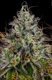 Paradise Seeds Apricot Candy - 3 feminisierte Samen