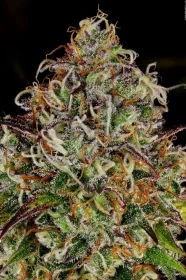 Paradise Seeds Apricot Candy - 3 feminisierte Samen