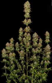 Paradise Seeds Apricot Candy - 3 feminisierte Samen