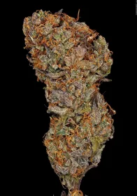 Paradise Seeds Apricot Candy - 3 feminisierte Samen