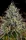 Paradise Seeds Apricot Candy - 3 feminisierte Samen