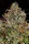 Paradise Seeds Apricot Candy - 3 feminisierte Samen