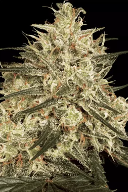 Paradise Seeds Atomical Haze - 3 feminisierte Samen