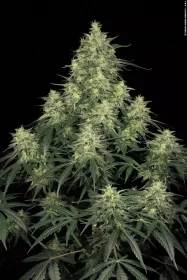 Paradise Seeds Atomical Haze - 3 feminisierte Samen