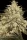 Paradise Seeds Atomical Haze - 3 feminisierte Samen