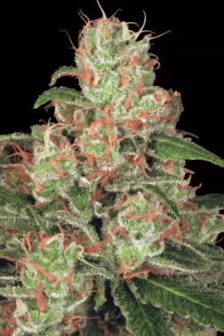 Paradise Seeds Acid AUTO - 3 autoflowering Samen