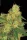 Paradise Seeds Acid AUTO - 3 autoflowering Samen