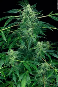 Paradise Seeds Jack AUTO - 3 autoflowering Samen