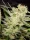 Paradise Seeds Jack AUTO - 3 autoflowering Samen