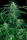 Paradise Seeds Jack AUTO - 3 autoflowering Samen