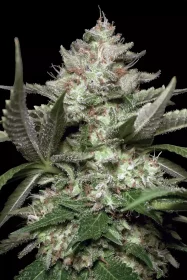 Paradise Seeds Kong 4 AUTO - 3 autoflowering Samen