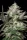 Paradise Seeds Kong 4 AUTO - 3 autoflowering Samen