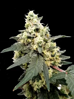 Paradise Seeds Lemonade AUTO - 3 autoflowering Samen