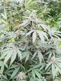 Paradise Seeds Lemonade AUTO - 3 autoflowering Samen