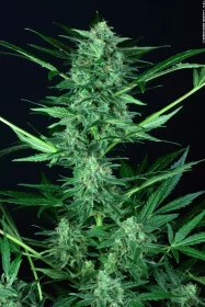 Paradise Seeds Wappa AUTO - 3 autoflowering Samen