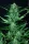 Paradise Seeds Wappa AUTO - 3 autoflowering Samen