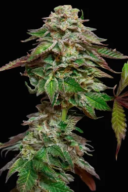 Paradise Seeds Blue Gem - 3 feminisierte Samen