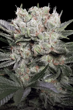 Paradise Seeds Californian Gold - 3 feminisierte Samen