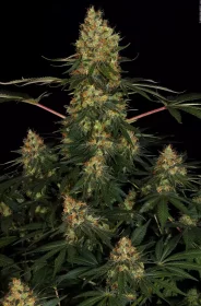 Paradise Seeds Californian Gold - 3 feminisierte Samen