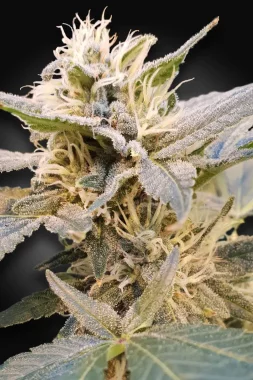 Paradise Seeds CBDelight CBD - 3 feminisierte Samen