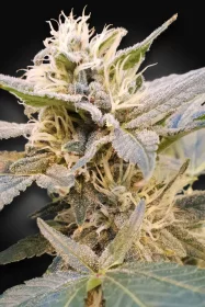 Paradise Seeds CBDelight CBD - 3 feminisierte Samen