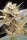 Paradise Seeds CBDelight CBD - 3 feminisierte Samen