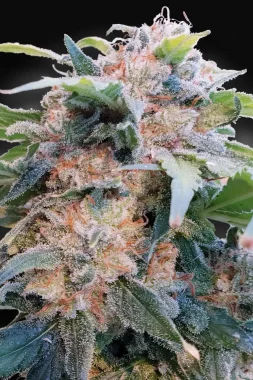 Paradise Seeds CBDream CBD - 3 feminisierte Samen