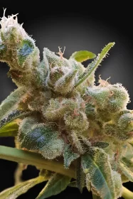 Paradise Seeds CBDrelax CBD - 3 feminisierte Samen