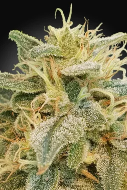 Paradise Seeds CBDrelief CBD - 3 feminisierte Samen