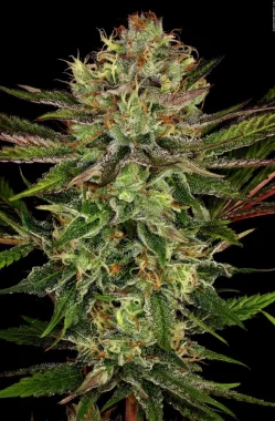 Paradise Seeds Chocolate Wafflez - 3 feminisierte Samen