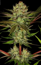 Paradise Seeds Chocolate Wafflez - 3 feminisierte Samen